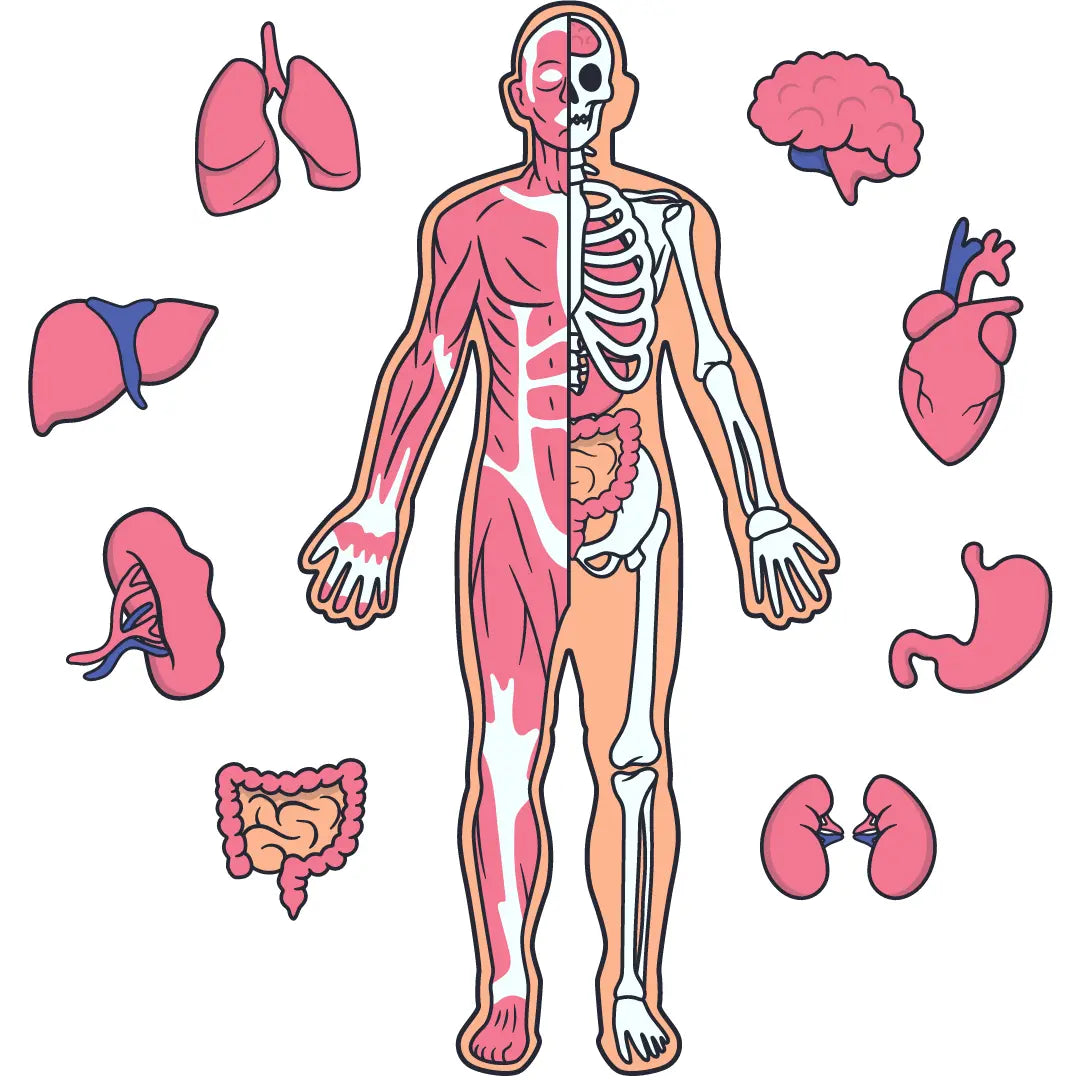 Anatomy Notes