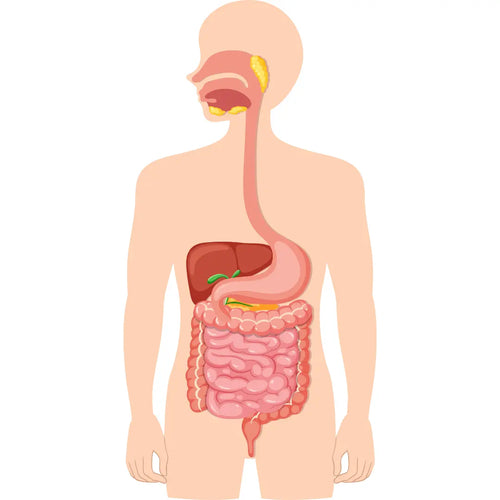 Digestive System